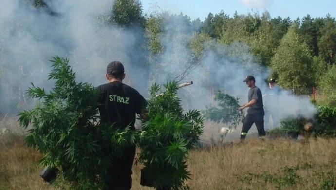 Policjanci spalili "trawę" na nielegalnej plantacji
