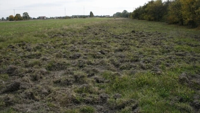 Rolnicy chcą odszkodowań i odstrzału dzików