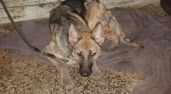 Piotrkowskie psy pojadą do Bełchatowa?