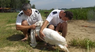 Barkowice: Policjanci uratowali rannego łabędzia