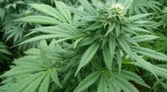 Szczukocice: Zlikwidowano plantację konopi