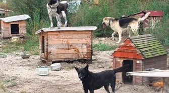 Piotrków: Schronisko zamknięte, planu awaryjnego brak