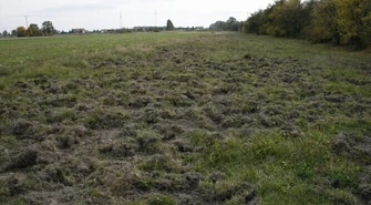 Rolnicy chcą odszkodowań i odstrzału dzików