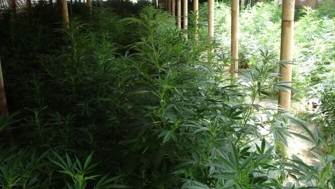 Zlikwidowano nielegalną plantację