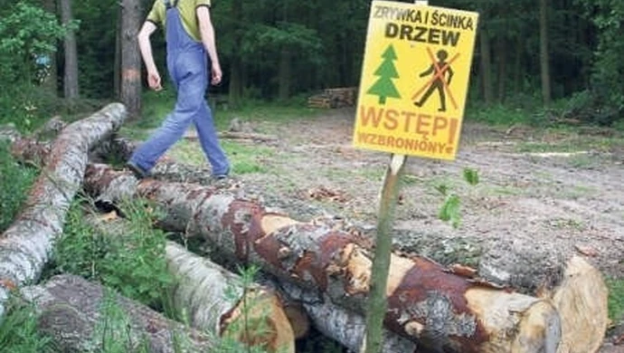 Leśnicy wrócą do pracy? 
