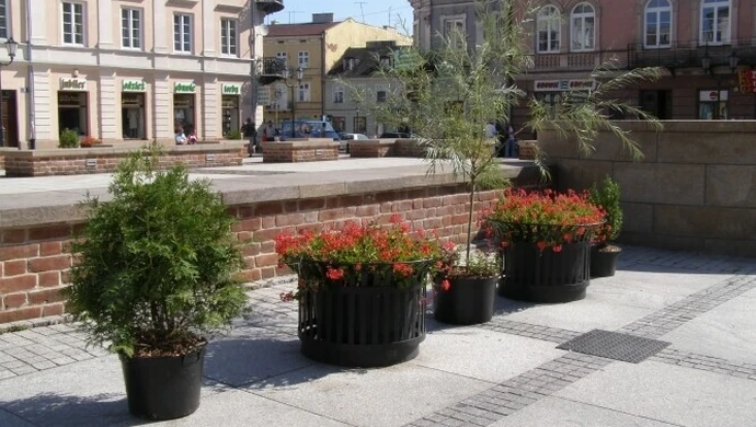 Rynek Trybunalski coraz bardziej zielony