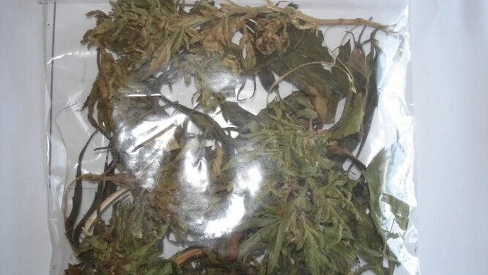 Piotrków: Lubczyk czy marihuana?