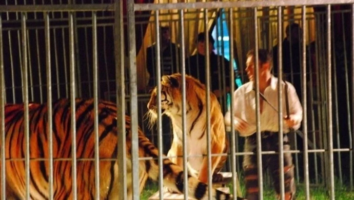 Cyrk EUROPA w Piotrkowie