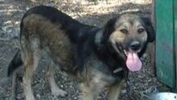 Schroniskiem dla zwierząt zaopiekuje się TOZ