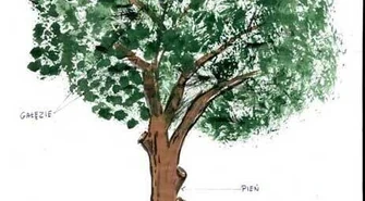 Piotrkowskie topole &quot;zły duch&quot; chodników i ulic