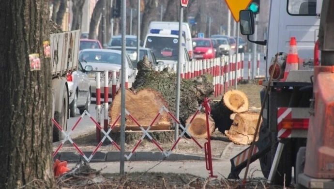 Piotrków: Na Słowackiego wycięto sześć topoli