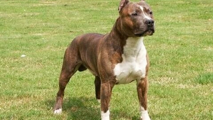 Region: Coraz więcej niebezpiecznych psów