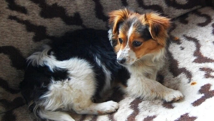 Piotrków: Pieska wyrzucili w worku do lasu