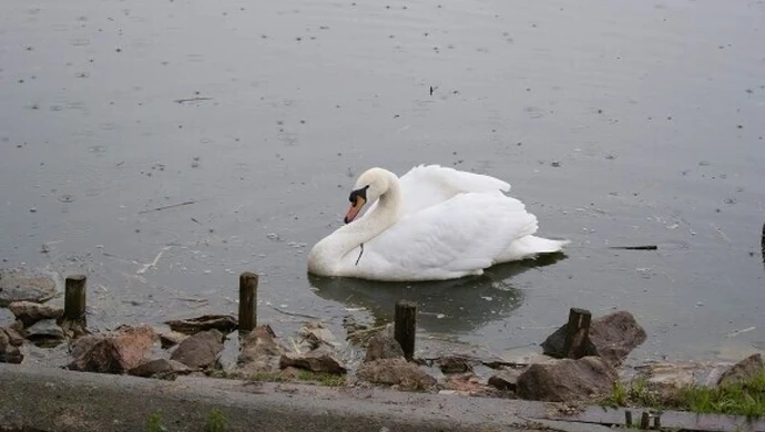 O łabędziu, który wybrał Szydłów