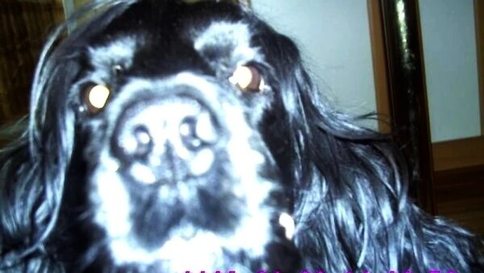 Zaginął angielski cocker spaniel 