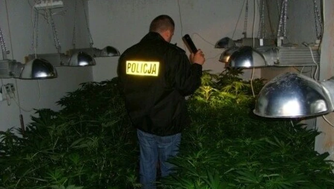 G. Sulejów: Zlikwidowano plantację konopi 