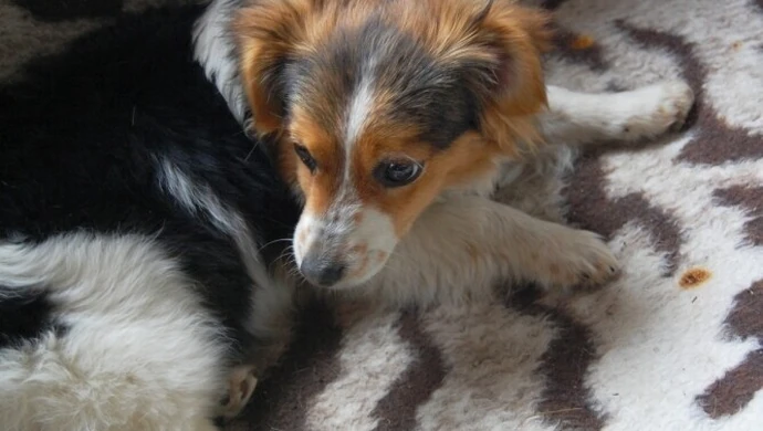 Piotrków: Czy czipowanie zwierząt zdaje egzamin?