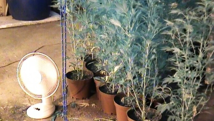 Region: Zlikwidowana plantację konopi pod Łodzią