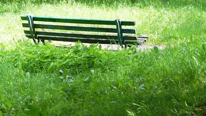 Tereny miejskie staramy się sukcesywnie kosić