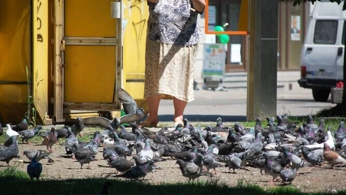 Magistrat wyznaczył strefy dokarmiania gołębi 