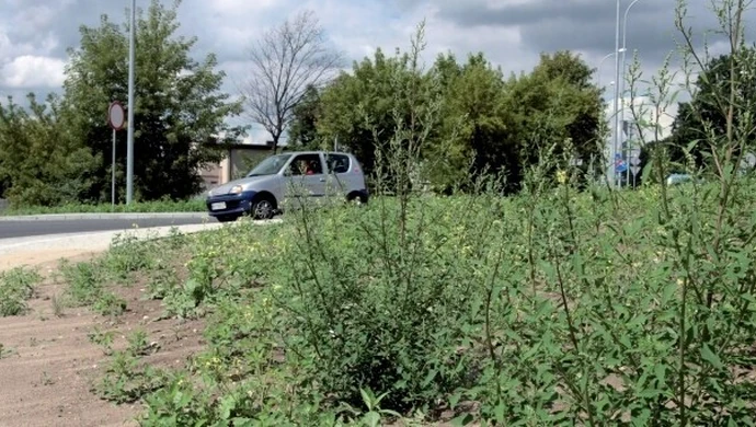 Piotrków: Zarośnięte rondo na Łódzkiej