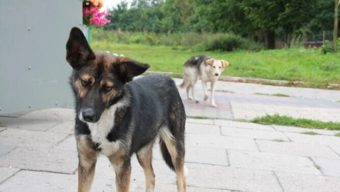 Region: Gdzie trafiały psy z Woli Krzysztoporskiej?