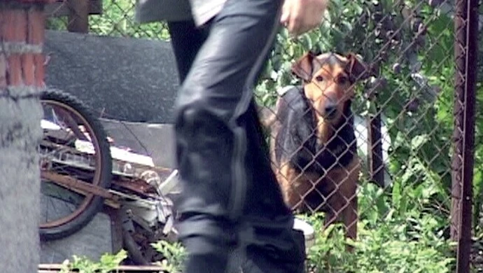 Piotrków: Sadyści zabili szczenięta