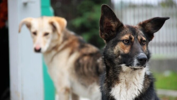 Kto weźmie psy spod cmentarza? 