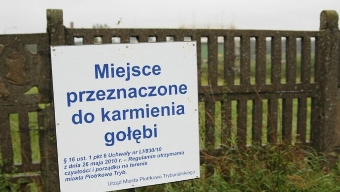 Gdzie w Piotrkowie można dokarmiać gołębie?