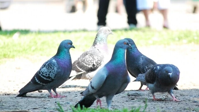 Jak poradzili sobie z zakazem dokarmiania gołębi?