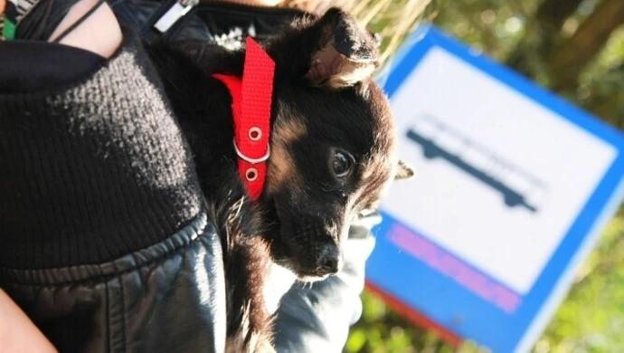 Komunikacja miejska: Jest pies – jest opłata!