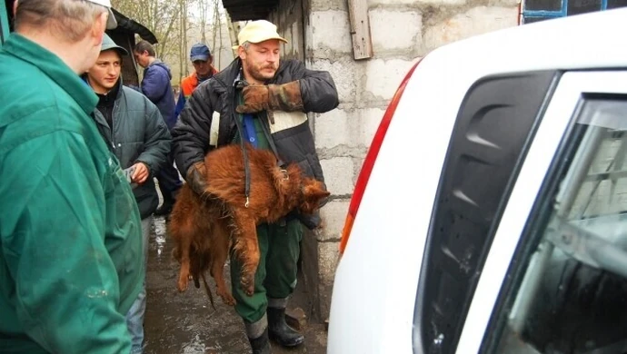 Trwa przeprowadzka do nowego schroniska
