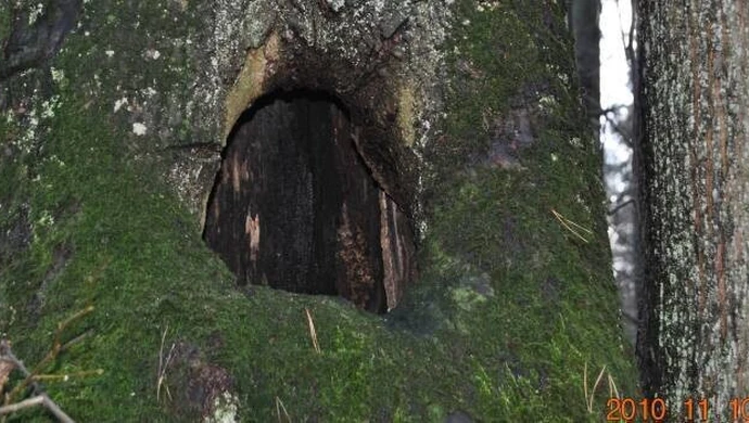 Spalone wnętrze pnia lipy drobnolistnej