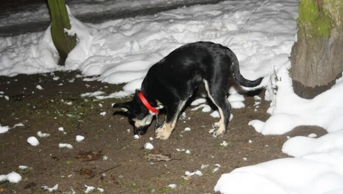 Psy – wielki kłopot dla małych miejscowości