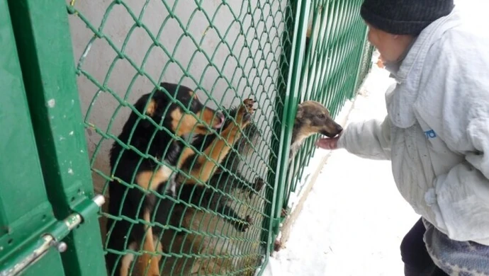 Zima w schronisku - pomoc mile widziana