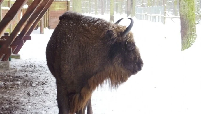 Ośrodek Hodowli Żubrów w Smardzewicach istnieje już 76 lat