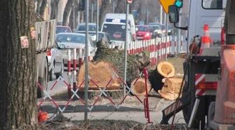 Piotrków: Na Słowackiego wycięto sześć topoli