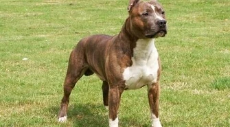 Konieczne pozwolenie na niebezpiecznego psa