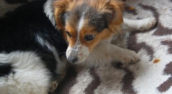 Piotrków: Czy czipowanie zwierząt zdaje egzamin?