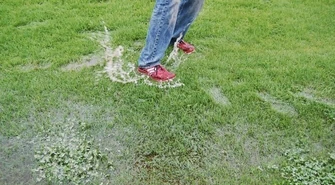 Piotrków: Grzyby, kaczki i żaby na stadionie