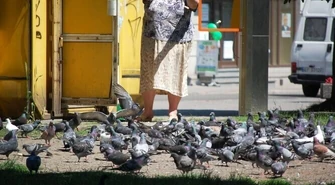 Magistrat wyznaczył strefy dokarmiania gołębi 