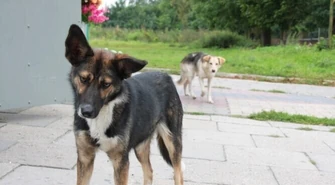 Region: Gdzie trafiały psy z Woli Krzysztoporskiej?