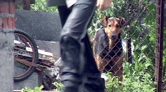 Piotrków: Sadyści zabili szczenięta