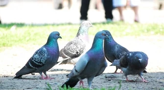 Jak poradzili sobie z zakazem dokarmiania gołębi?