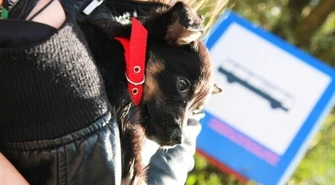 Komunikacja miejska: Jest pies &#8211; jest opłata!