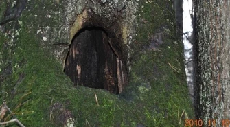 Spalone wnętrze pnia lipy drobnolistnej