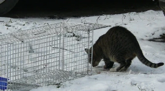Łapanka - akcja inauguracyjna &quot;Kociej Mamy&quot;