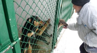 Zima w schronisku - pomoc mile widziana