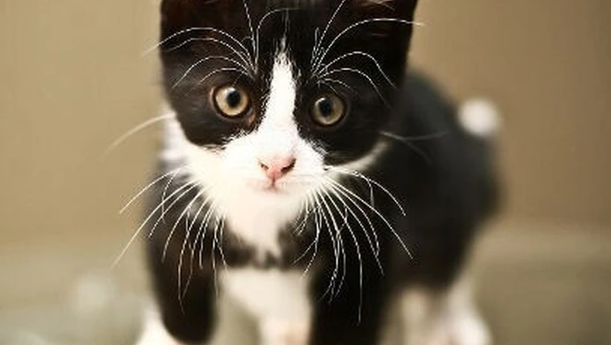 Kilka pytań do "Kociej Mamy"