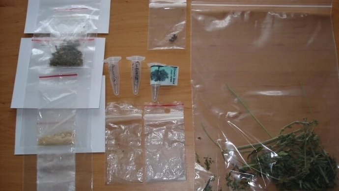 Region: 22-latek hodował konopie w szafie